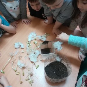 7 садимо га у земљу 7 садимо га у земљу