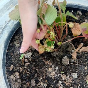 Забавиштанци су уређивали простор (7) Забавиштанци су уређивали простор (7)