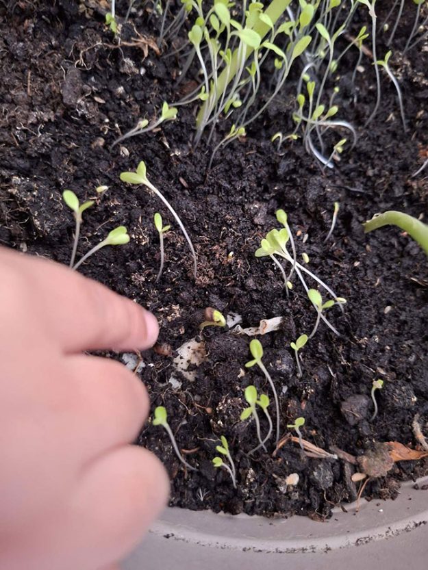 Зубић вила и мени је била (8)