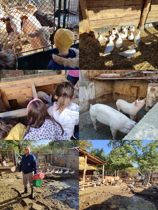 Домаће животиње (4)