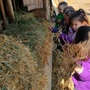 Вртић Бајка-2