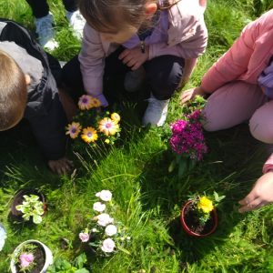 Сађење цвећа-2