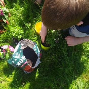 Сађење цвећа-3