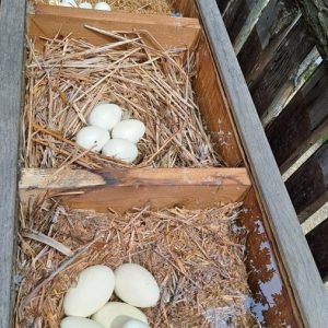 Вртић Лане-10