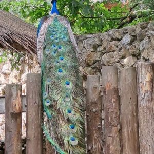 Вртић Лане-12