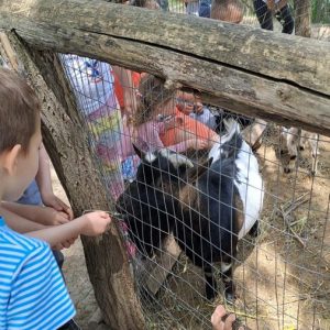 Вртић Лане-24