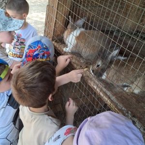 Вртић Лане-25