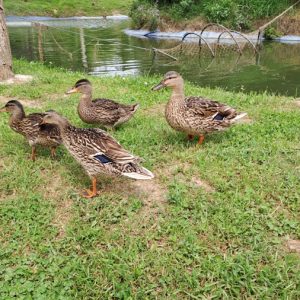 Вртић Лане-6