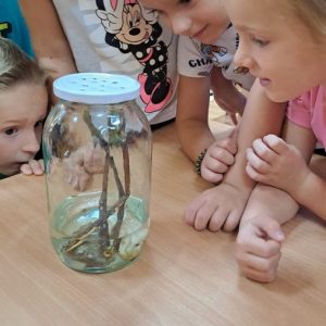 2 весли жабац Кре