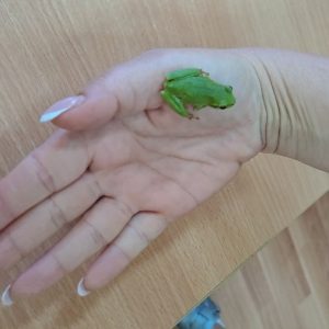 5 како изгледа и колико ногу има,