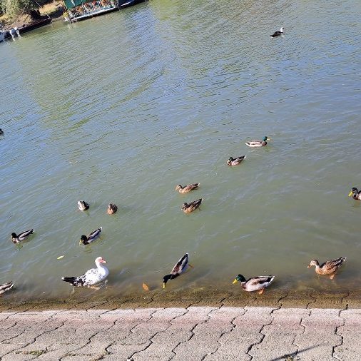 Вртић Лане (1)