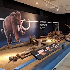 Вртић Лане (12)