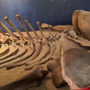 Вртић Лане (13)