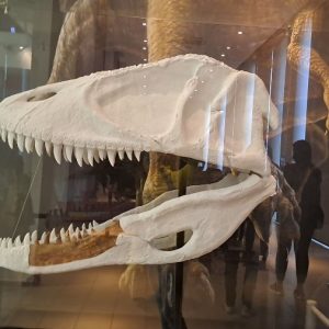 Вртић Лане (14)