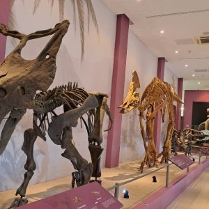 Вртић Лане (15)