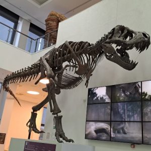 Вртић Лане (2)