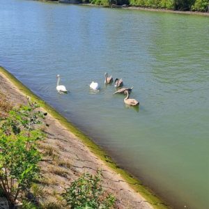 Вртић Лане (5)