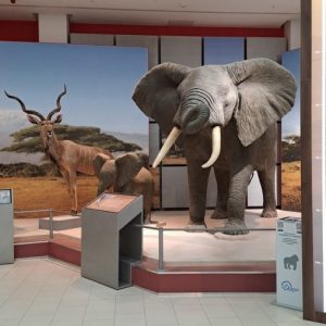 Вртић Лане (6)