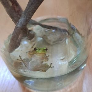 Господину Кре, желимо дуг и срећан крекећи живот.