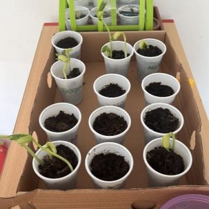 Вртић Црвенкапа-10